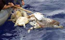 Sea Turtle Conservation and Shrimp Imports to the United States