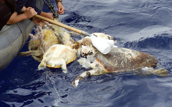 Sea Turtle Conservation and Shrimp Imports to the United States